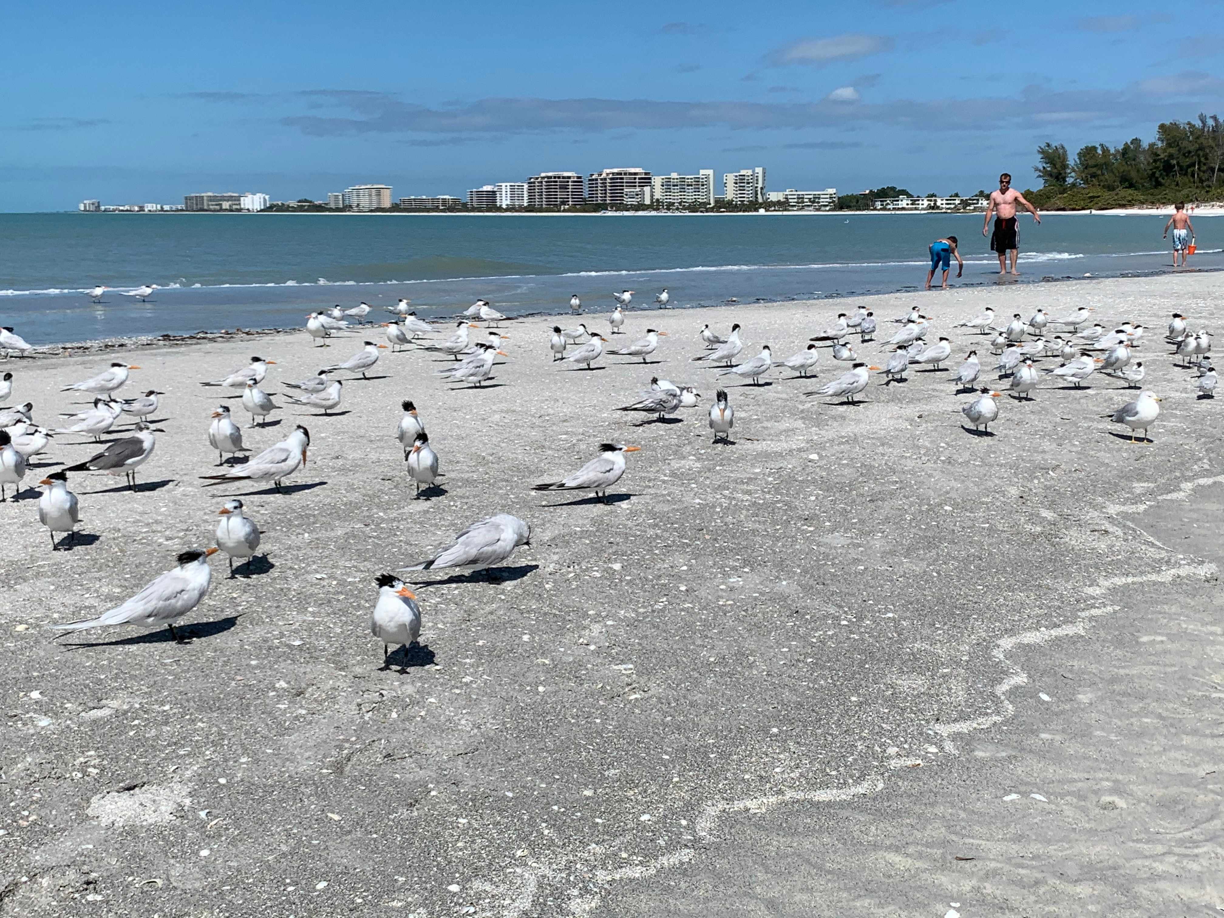 Birds at Lido Key Beach